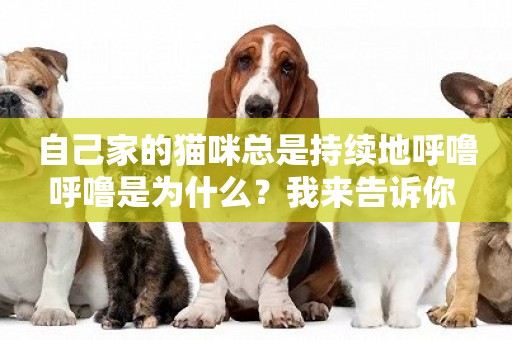 自己家的貓咪總是持續地呼嚕呼嚕是為什么？我來告訴你 