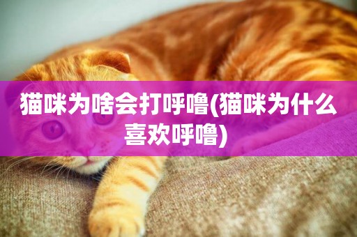 貓咪為啥會打呼嚕(貓咪為什么喜歡呼嚕) 