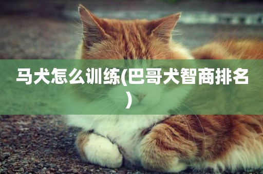 馬犬怎么訓練(巴哥犬智商排名) 