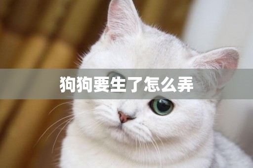 狗狗要生了怎么弄