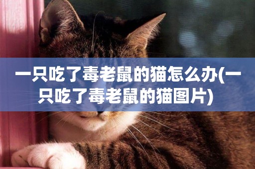 一只吃了毒老鼠的貓怎么辦(一只吃了毒老鼠的貓圖片) 