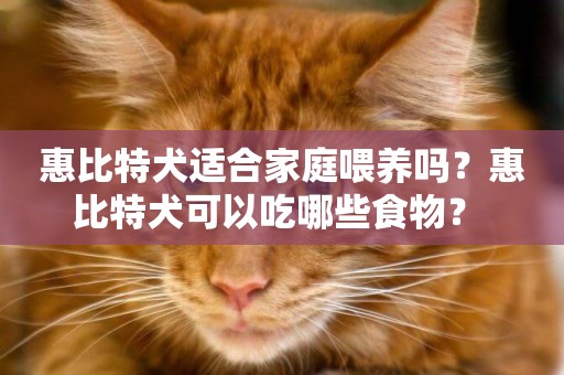 惠比特犬適合家庭喂養嗎？惠比特犬可以吃哪些食物？ 
