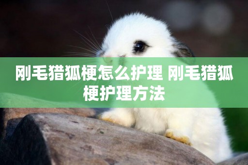剛毛獵狐梗怎么護理 剛毛獵狐梗護理方法
