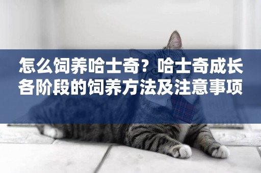 怎么飼養哈士奇？哈士奇成長各階段的飼養方法及注意事項 