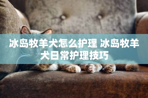 冰島牧羊犬怎么護理 冰島牧羊犬日常護理技巧