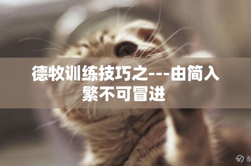 德牧訓練技巧之---由簡入繁不可冒進 