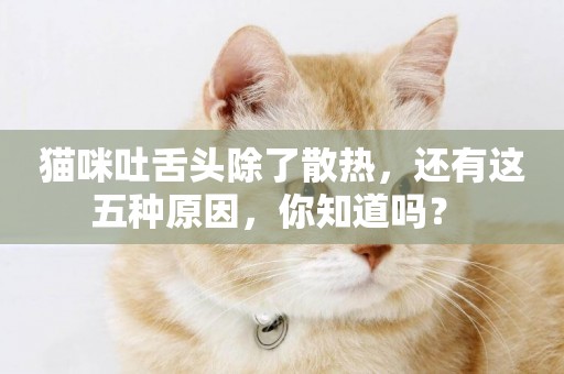 貓咪吐舌頭除了散熱，還有這五種原因，你知道嗎？ 