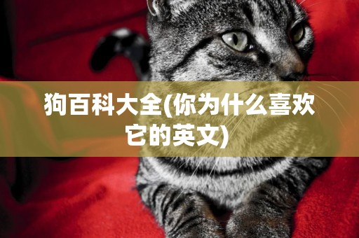 狗百科大全(你為什么喜歡它的英文) 