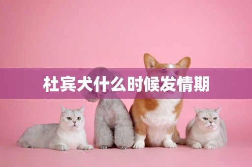 杜賓犬什么時候發情期
