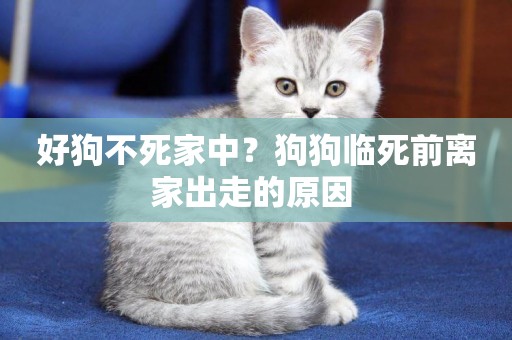 好狗不死家中？狗狗臨死前離家出走的原因 