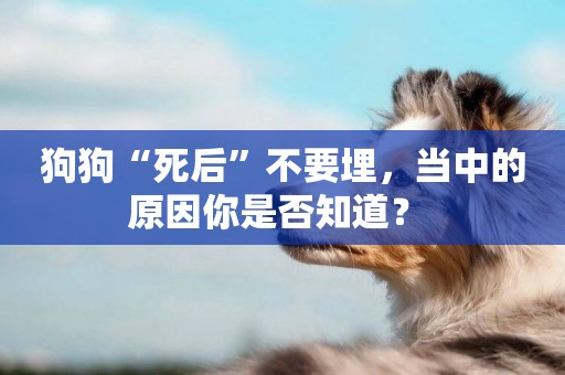 狗狗“死后”不要埋，當中的原因你是否知道？ 