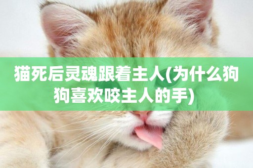 貓死后靈魂跟著主人(為什么狗狗喜歡咬主人的手) 