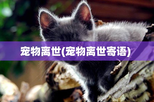 寵物離世(寵物離世寄語) 