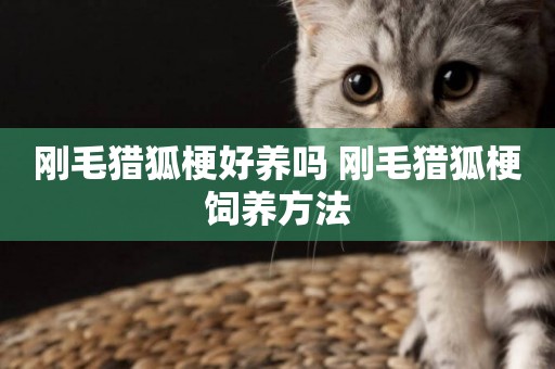 剛毛獵狐梗好養嗎 剛毛獵狐梗飼養方法