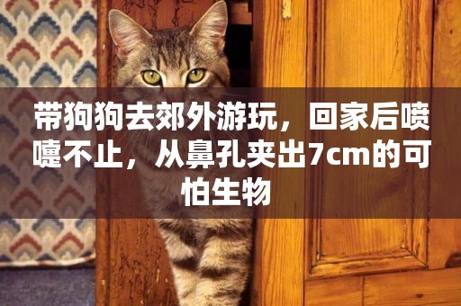 帶狗狗去郊外游玩，回家后噴嚏不止，從鼻孔夾出7cm的可怕生物 