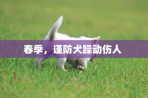 春季，謹防犬躁動傷人 