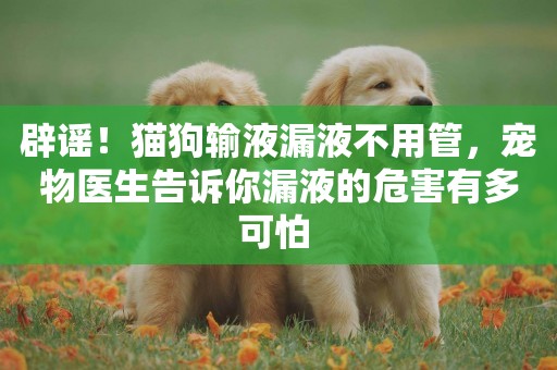 辟謠！貓狗輸液漏液不用管，寵物醫生告訴你漏液的危害有多可怕 