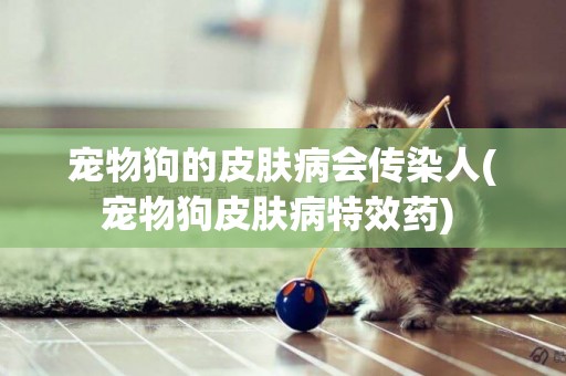 寵物狗的皮膚病會傳染人(寵物狗皮膚病特效藥) 