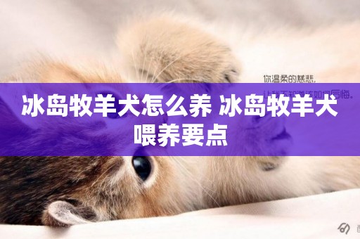 冰島牧羊犬怎么養 冰島牧羊犬喂養要點