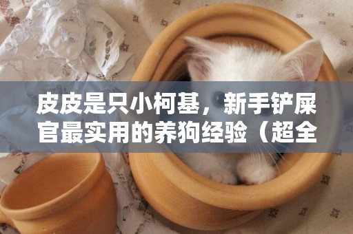 皮皮是只小柯基，新手鏟屎官最實用的養狗經驗（超全好物分享） 