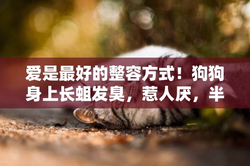 愛是最好的整容方式！狗狗身上長蛆發臭，惹人厭，半年后判若兩狗 