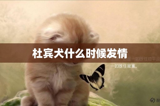 杜賓犬什么時候發情