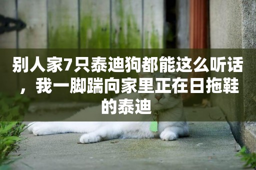 別人家7只泰迪狗都能這么聽話，我一腳踹向家里正在日拖鞋的泰迪 