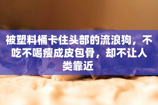 被塑料桶卡住頭部的流浪狗，不吃不喝瘦成皮包骨，卻不讓人類靠近 