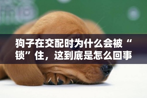 狗子在交配時為什么會被“鎖”住，這到底是怎么回事？ 