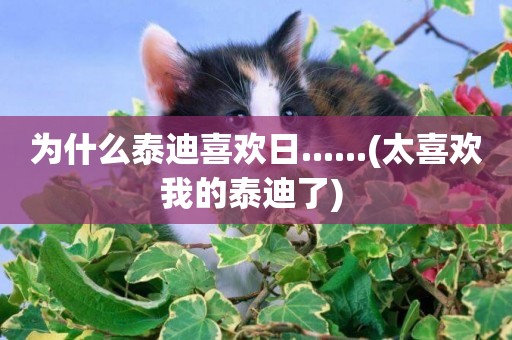 為什么泰迪喜歡日......(太喜歡我的泰迪了) 