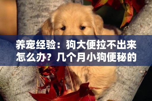 養寵經驗：狗大便拉不出來怎么辦？幾個月小狗便秘的原因及處理 