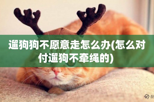 遛狗狗不愿意走怎么辦(怎么對付遛狗不牽繩的) 