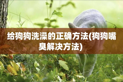 給狗狗洗澡的正確方法(狗狗嘴臭解決方法) 