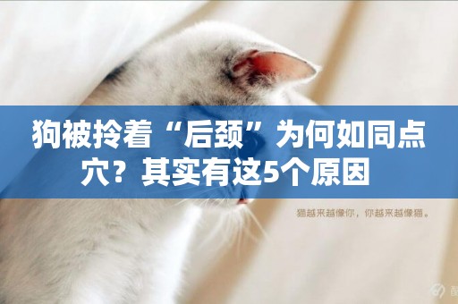 狗被拎著“后頸”為何如同點穴？其實有這5個原因 
