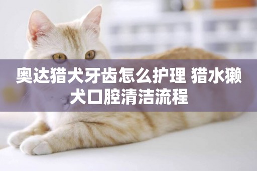 奧達獵犬牙齒怎么護理 獵水獺犬口腔清潔流程