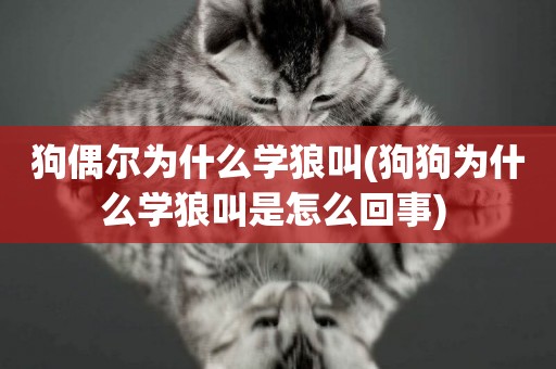 狗偶爾為什么學狼叫(狗狗為什么學狼叫是怎么回事) 