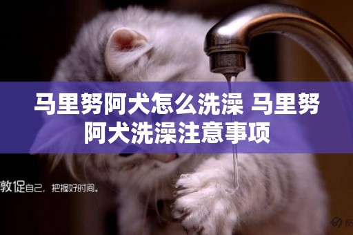 馬里努阿犬怎么洗澡 馬里努阿犬洗澡注意事項
