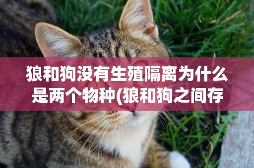 狼和狗沒有生殖隔離為什么是兩個物種(狼和狗之間存在生殖隔離嗎) 