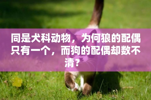 同是犬科動物，為何狼的配偶只有一個，而狗的配偶卻數不清？ 
