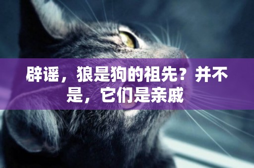 辟謠，狼是狗的祖先？并不是，它們是親戚 