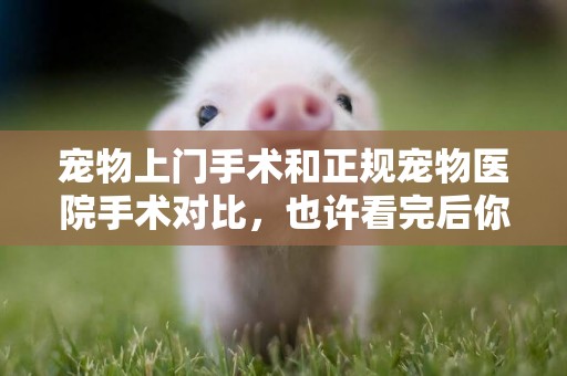 寵物上門手術和正規寵物醫院手術對比，也許看完后你會重新選擇 