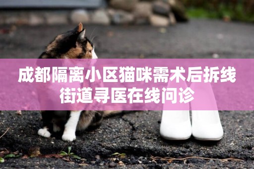 成都隔離小區貓咪需術后拆線 街道尋醫在線問診 