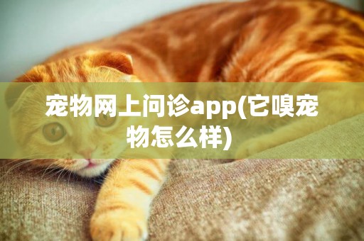 寵物網上問診app(它嗅寵物怎么樣) 