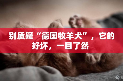 別質疑“德國牧羊犬”，它的好壞，一目了然 