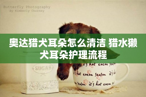 奧達獵犬耳朵怎么清潔 獵水獺犬耳朵護理流程