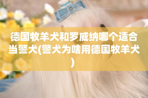 德國牧羊犬和羅威納哪個適合當警犬(警犬為啥用德國牧羊犬) 