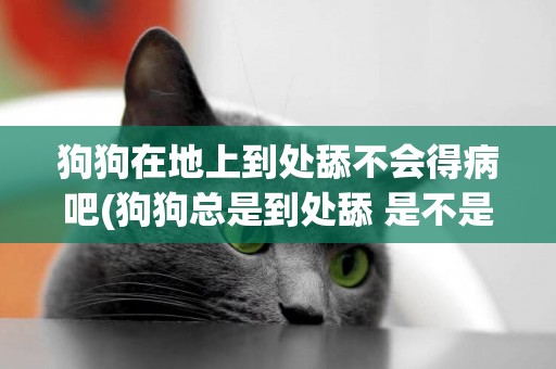 狗狗在地上到處舔不會得病吧(狗狗總是到處舔 是不是缺少什么) 