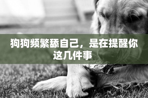 狗狗頻繁舔自己，是在提醒你這幾件事 