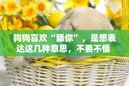 狗狗喜歡“舔你”，是想表達這幾種意思，不要不懂 