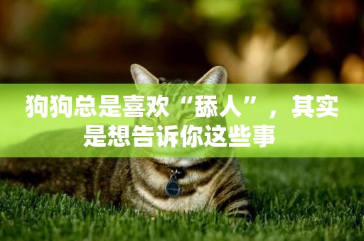 狗狗總是喜歡“舔人”，其實是想告訴你這些事 